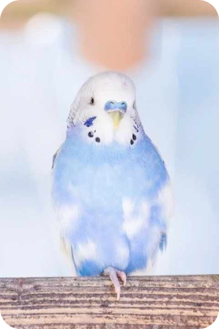 インコの写真