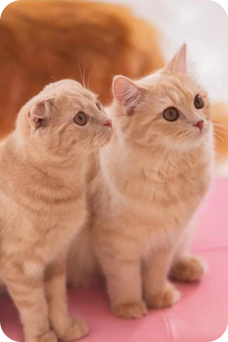 猫の写真