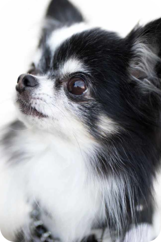 犬の写真